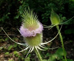 خواجه باشی